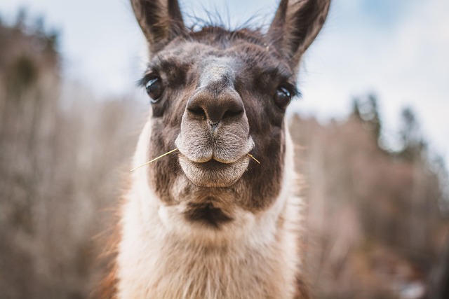 Lama som ler, visslar för stresshantering